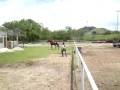 videos de Tropical solto...