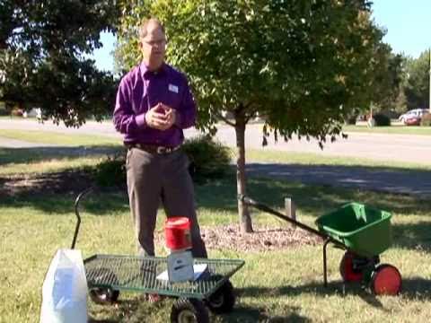 how to fertilize lychee tree