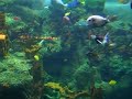 Tropical Fish at Sea World
