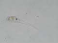 Rotifer, Scaridium longicaudum.wmv
