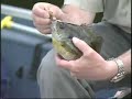 Bluegill Fishing Eldred Preserve NY