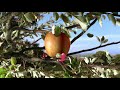 Il nostro nuovo spot pubblicitario - Pink Lady®