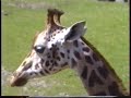 The Emmen zoo is located in the...
