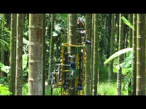 how to care areca palm