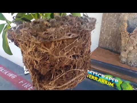 YouTube reptile video