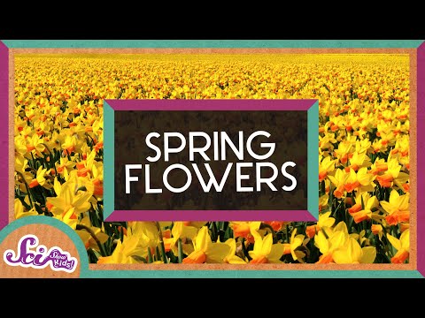 Why Do Some Flowers Regrow Every Year? | Daffodils | Spring is Here! | SciShow Kids Thumbnail