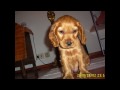 TRUDY COCKER SPANIEL