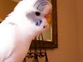Talking Parakeet  ????????????