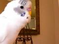 Talking Parakeet  インコ　ピヨ吉おしゃべり