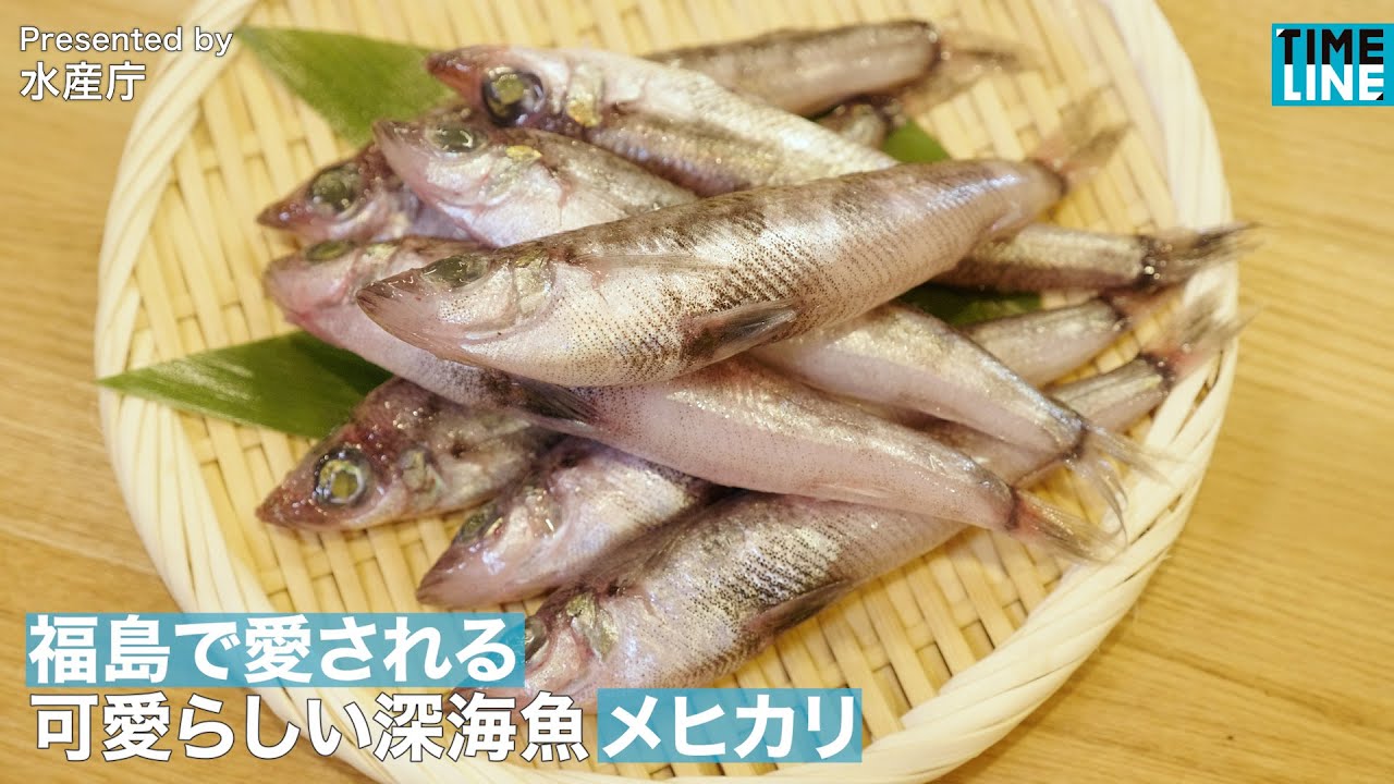 福島で愛される 可愛らしい深海魚 メヒカリ