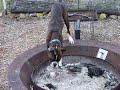 rocket the boxer