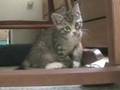 Cute Kitten
