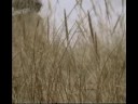 Ane Brun - The Puzzle