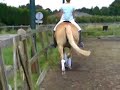 Danique & Linda @ dressuur work. Z2 haflinger Danique & Linda @ dressuur work. Z2 haflinger