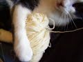 petit chat et pelote de laine