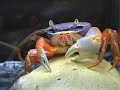 Мангровый краб в домашнем аквариуме