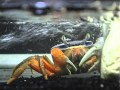 Мангровый краб в домашнем аквариуме