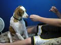 dog gets warhead