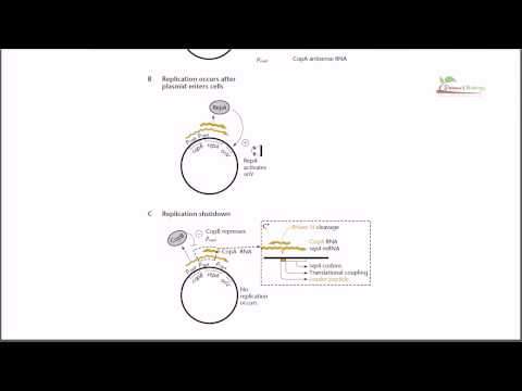 how to isolate a dp cell
