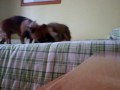 Yaki y Luna jugando