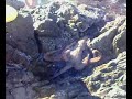 karaburun ahtapot octopus karaburun ahtapot octopus