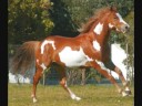 cheval paint horse cheval paint horse
