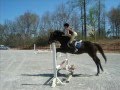 Horses in my life