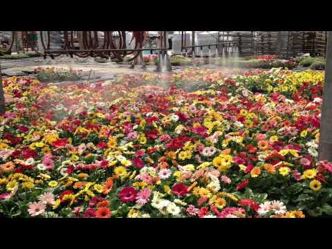 how to care gerbera