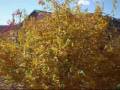 Otoño en Las Casas del Conde.wmv
