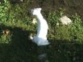 Jack Russell en ballade!(Onyx et Gandi)