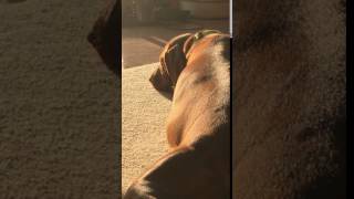 Puppies moving inside