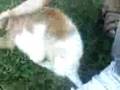 funny cat