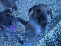 BRIANA, BRADY, & BAILEY-FIONA\