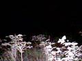 Pine thicket bucks III
