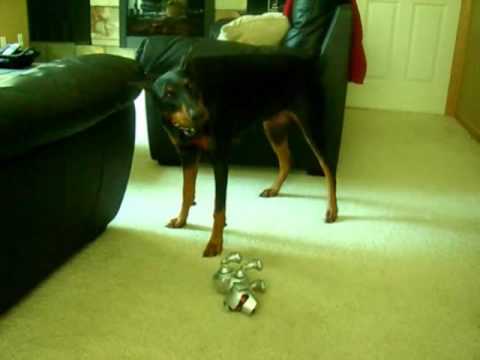 doberman