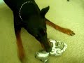 Doberman Fights Robot Dog Doberman Fights Robot Dog