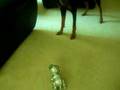 Doberman Fights Robot Dog