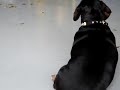 Fattest Wiener Dog EVER
