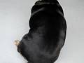 Fattest Wiener Dog EVER