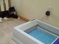 Tux & Scoop Free Kitty Box