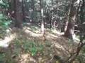 Clip September If I Only Could Walk
