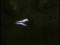 The Backwash Predator - Episode 1 The Backwash Predator - Episode 1