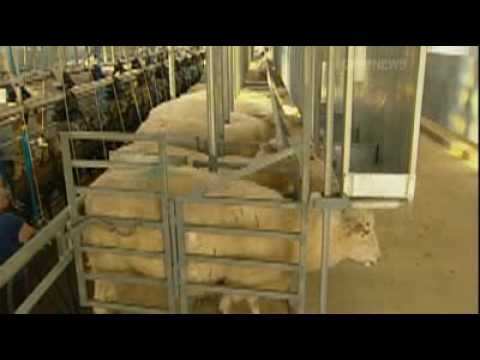 sheep milk