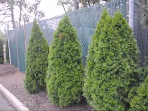 how to fertilize emerald green arborvitae