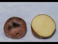 Crianza de la papa - Elaboracion de chuño Crianza de la papa - Elaboracion de chuño