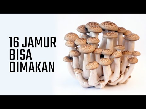 16 MACAM JAMUR YANG BISA DIMAKAN