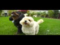 Paradise Ranch Dog Boarding Los Angeles.mov