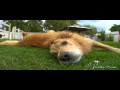 title="Dog