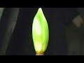 Time Lapse: Amaryllis (explicit lyrics)