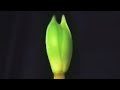 popsicle-timelapse.html